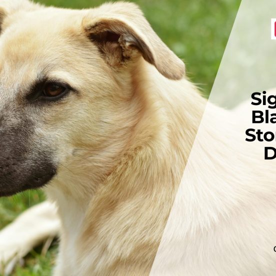 Painful Bladder Stones in Dogs