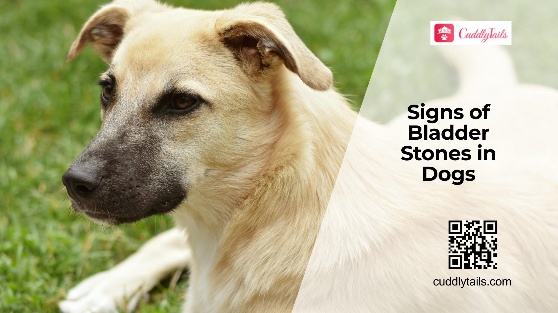 Painful Bladder Stones in Dogs