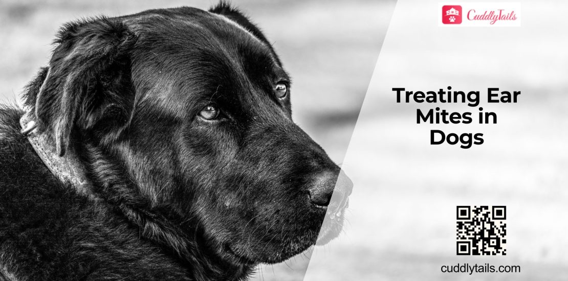Dog Ear Mites Signs and Treatment