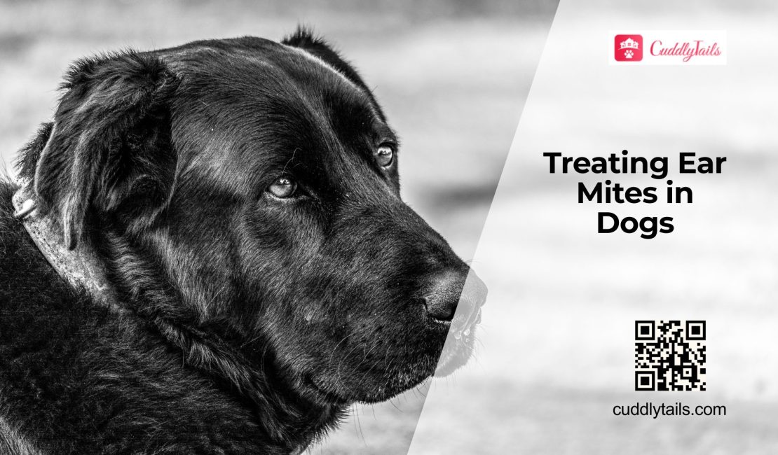 Dog Ear Mites Signs and Treatment