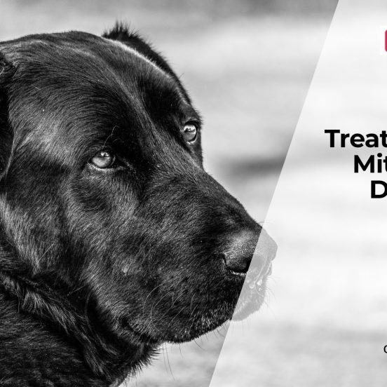 Dog Ear Mites Signs and Treatment