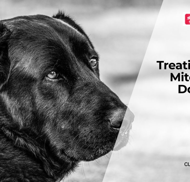 Dog Ear Mites Signs and Treatment