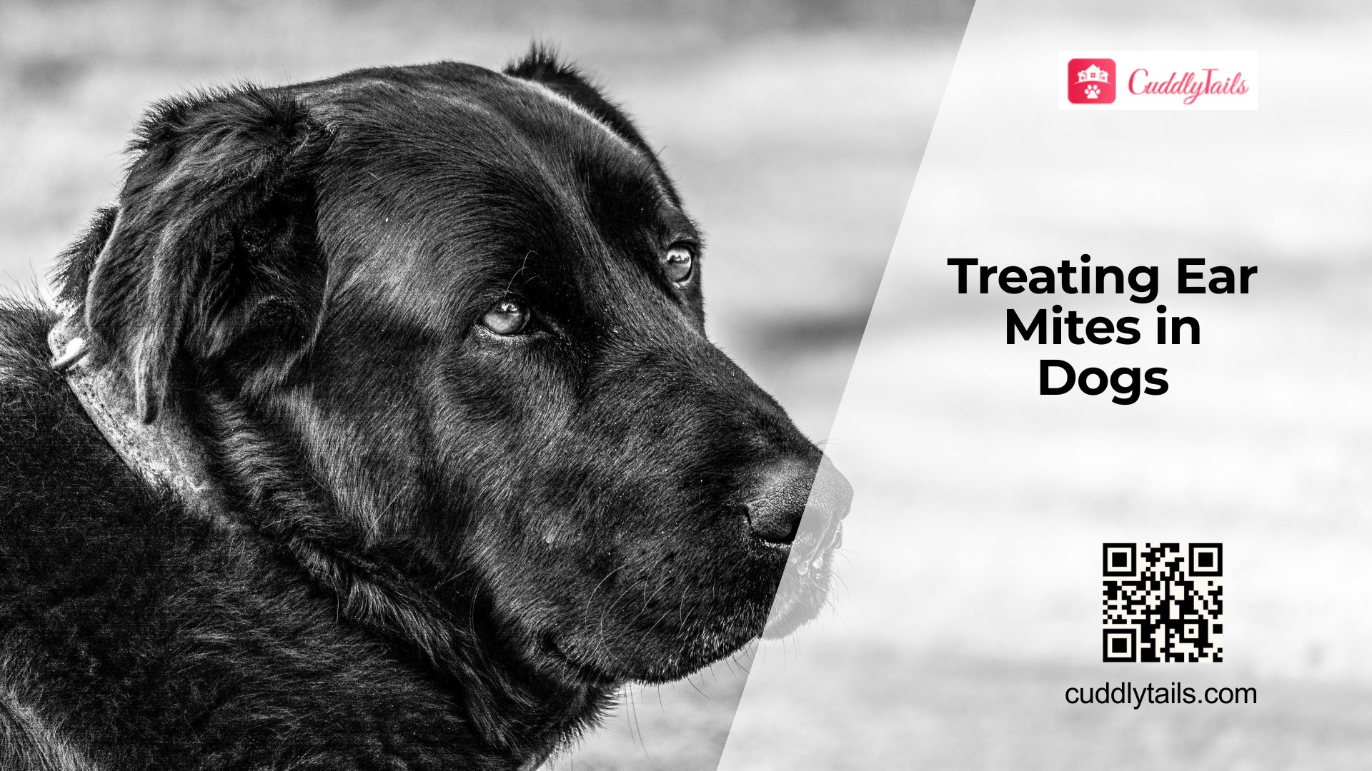 Dog Ear Mites Signs and Treatment