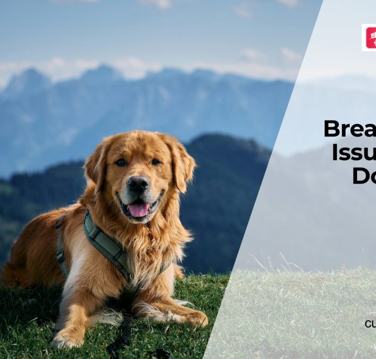 Dog Breathing Problems Explained