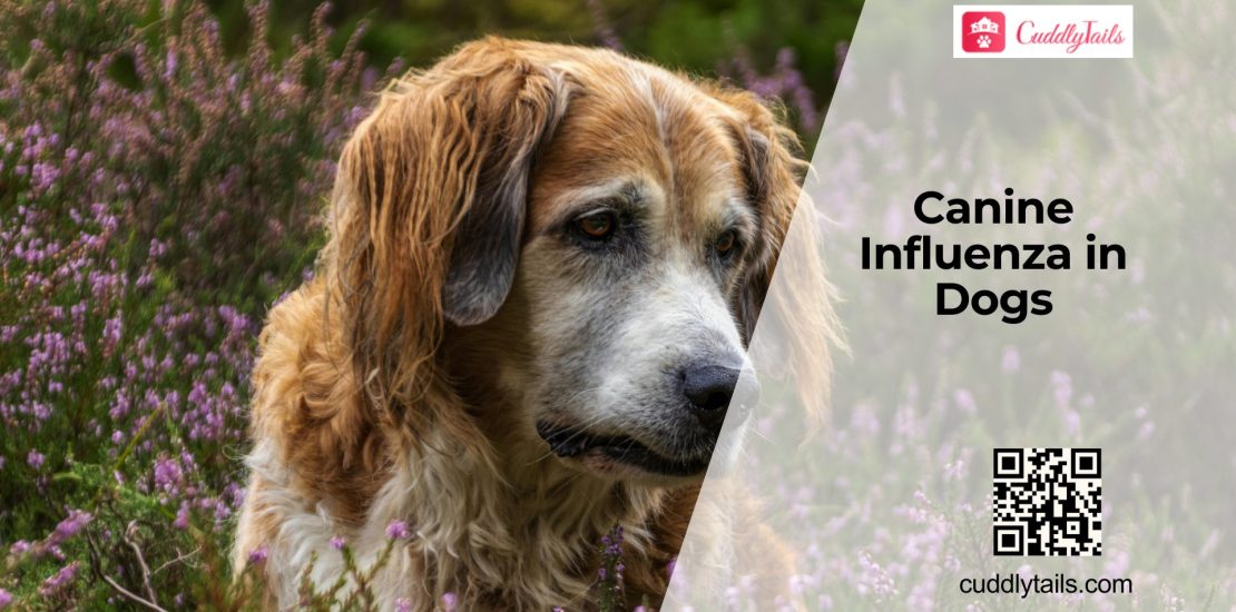 Canine Flu in Dogs Explained