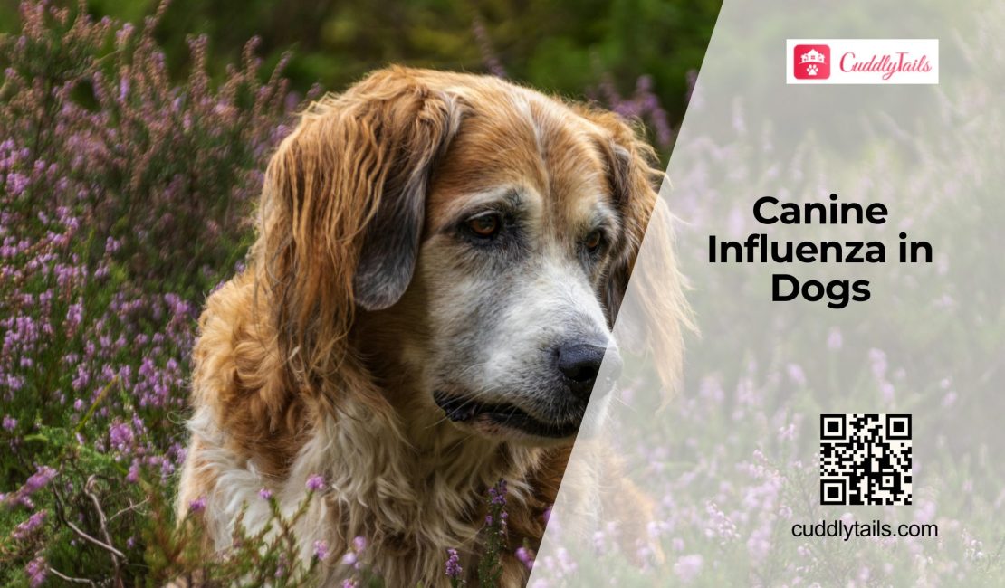 Canine Flu in Dogs Explained