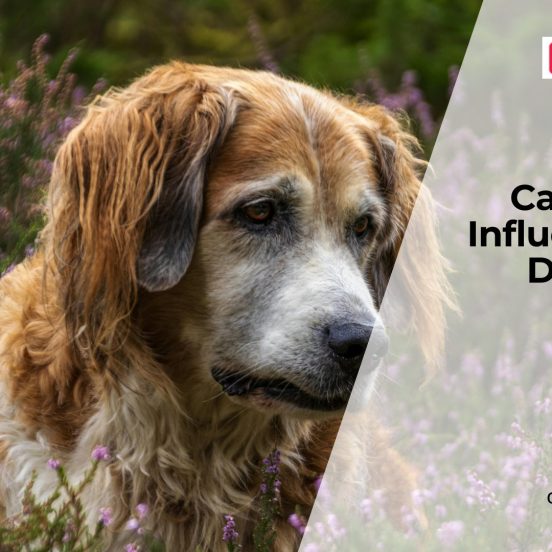 Canine Flu in Dogs Explained