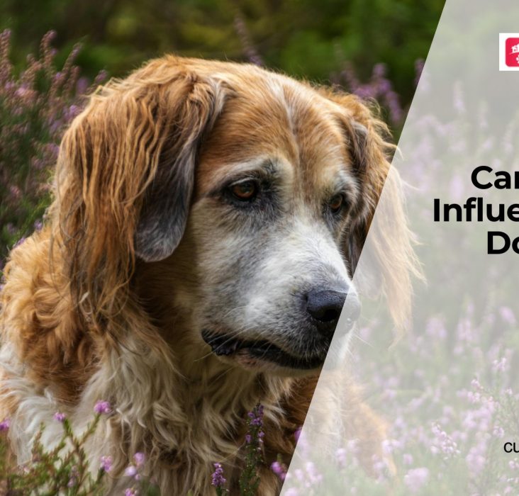 Canine Flu in Dogs Explained
