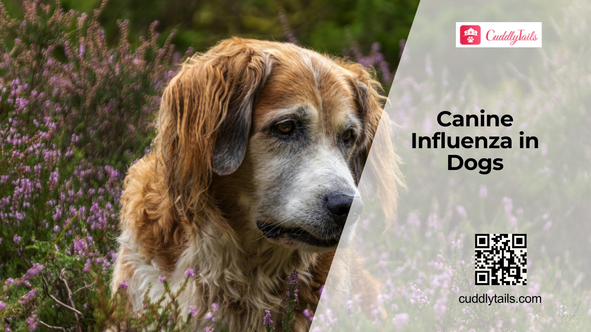 Canine Flu in Dogs Explained