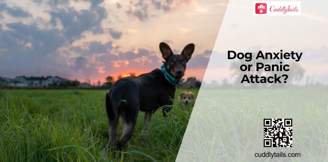Can Dogs Have Panic Attacks
