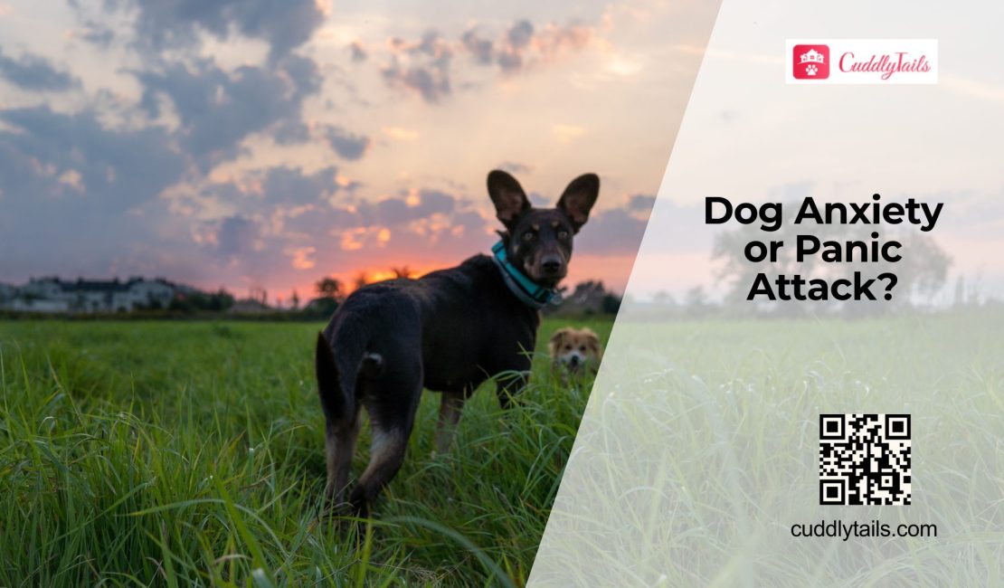 Can Dogs Have Panic Attacks