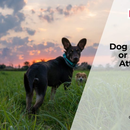 Can Dogs Have Panic Attacks