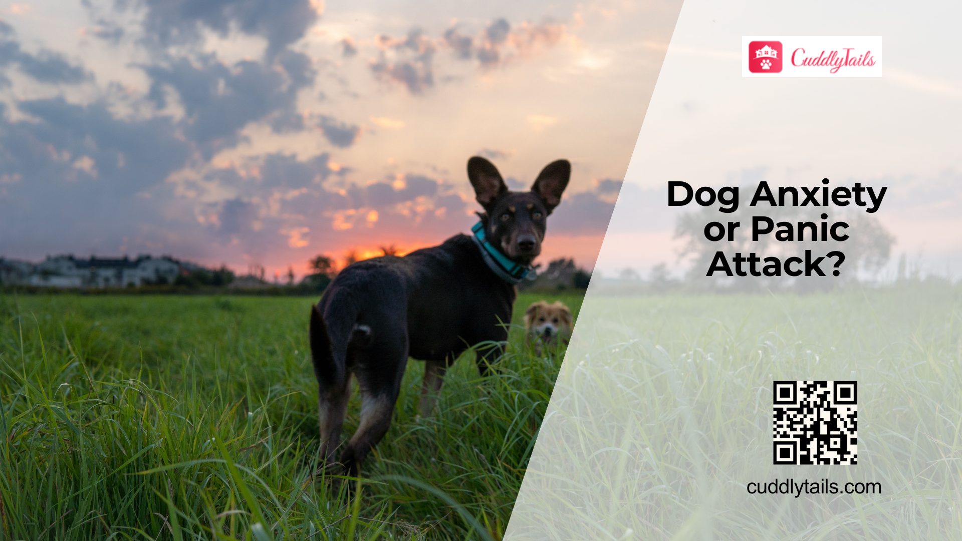 Can Dogs Have Panic Attacks