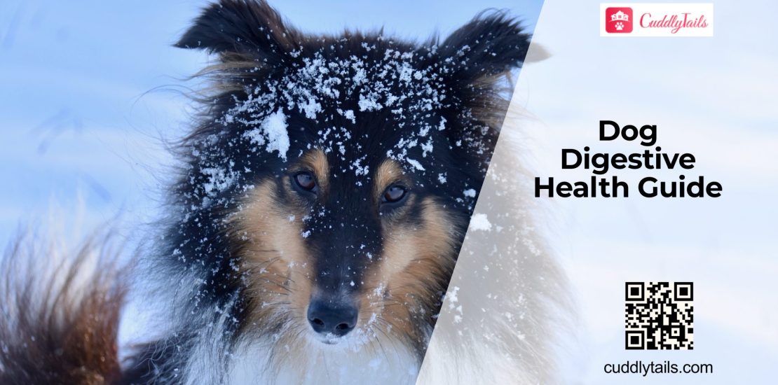 Common Digestive Problems in Dogs