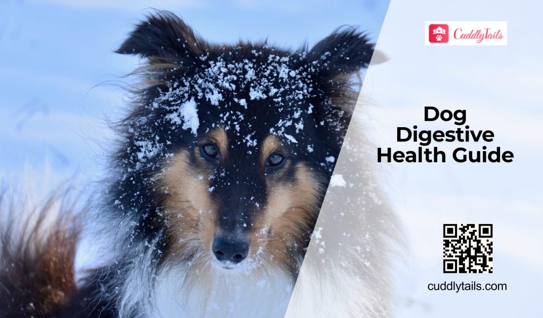 Common Digestive Problems in Dogs