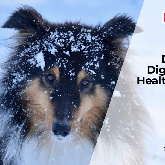 Common Digestive Problems in Dogs
