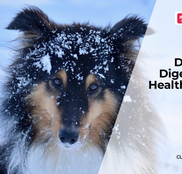 Common Digestive Problems in Dogs
