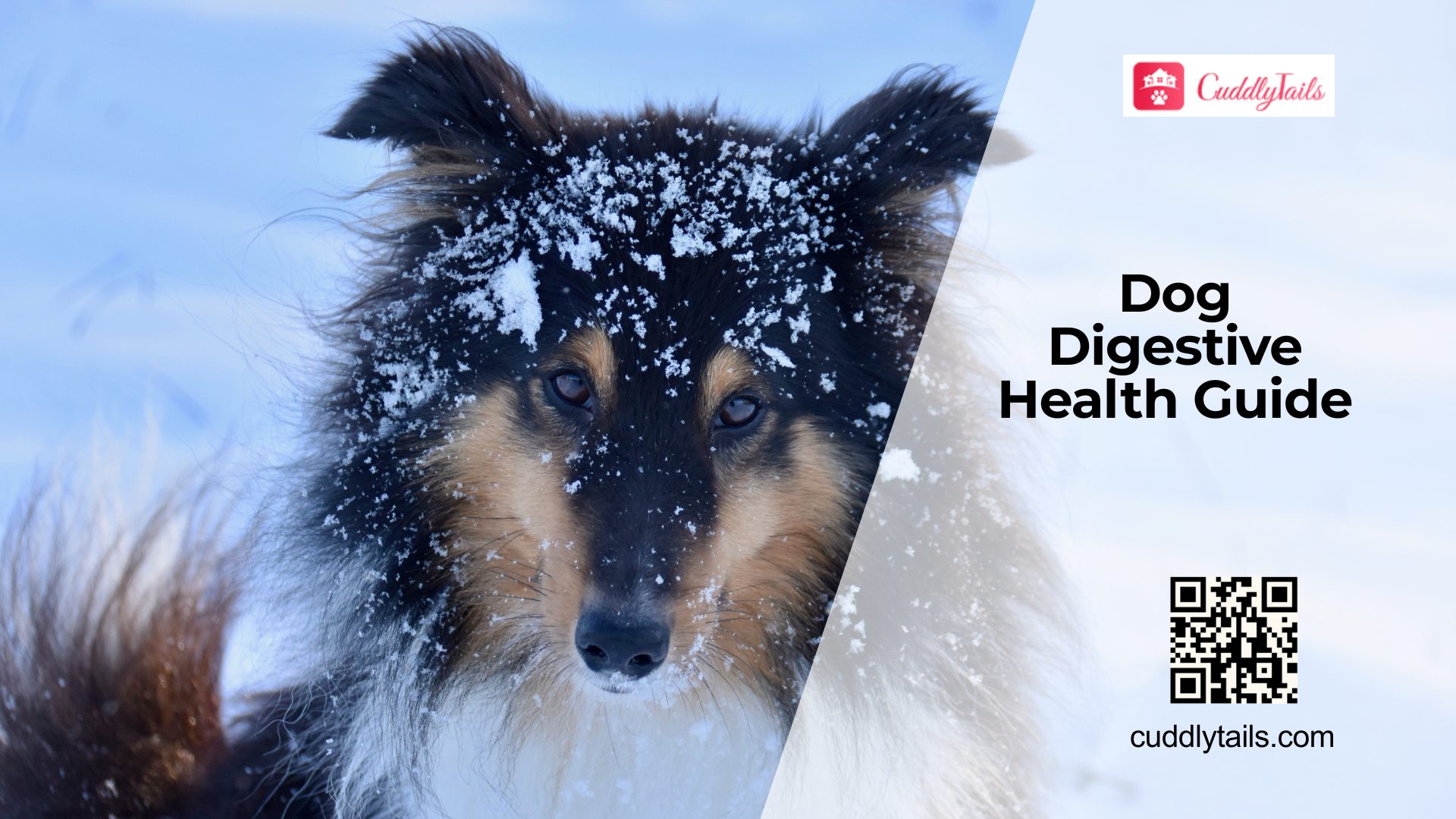 Common Digestive Problems in Dogs
