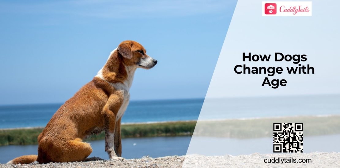 How Aging Affects Dog Health?
