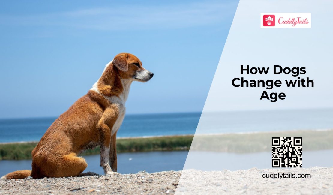 How Aging Affects Dog Health?