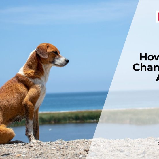 How Aging Affects Dog Health?