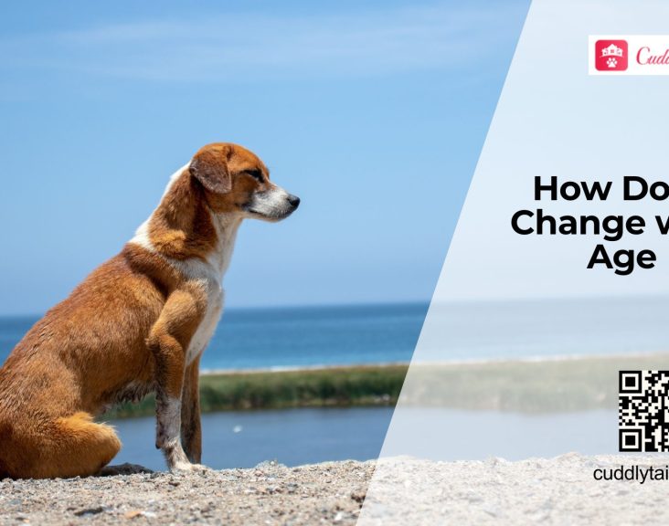 How Aging Affects Dog Health?