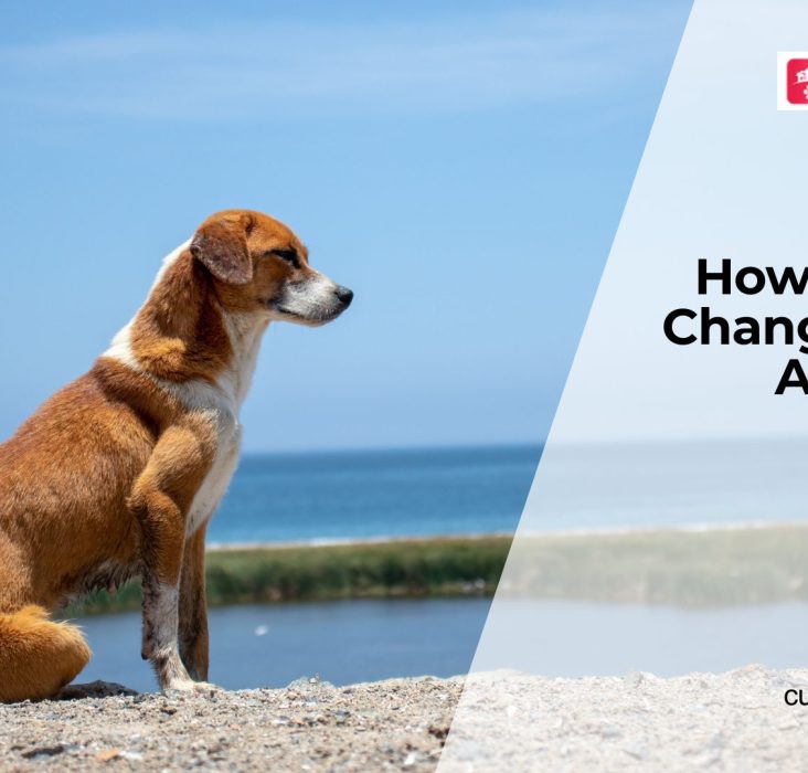 How Aging Affects Dog Health?