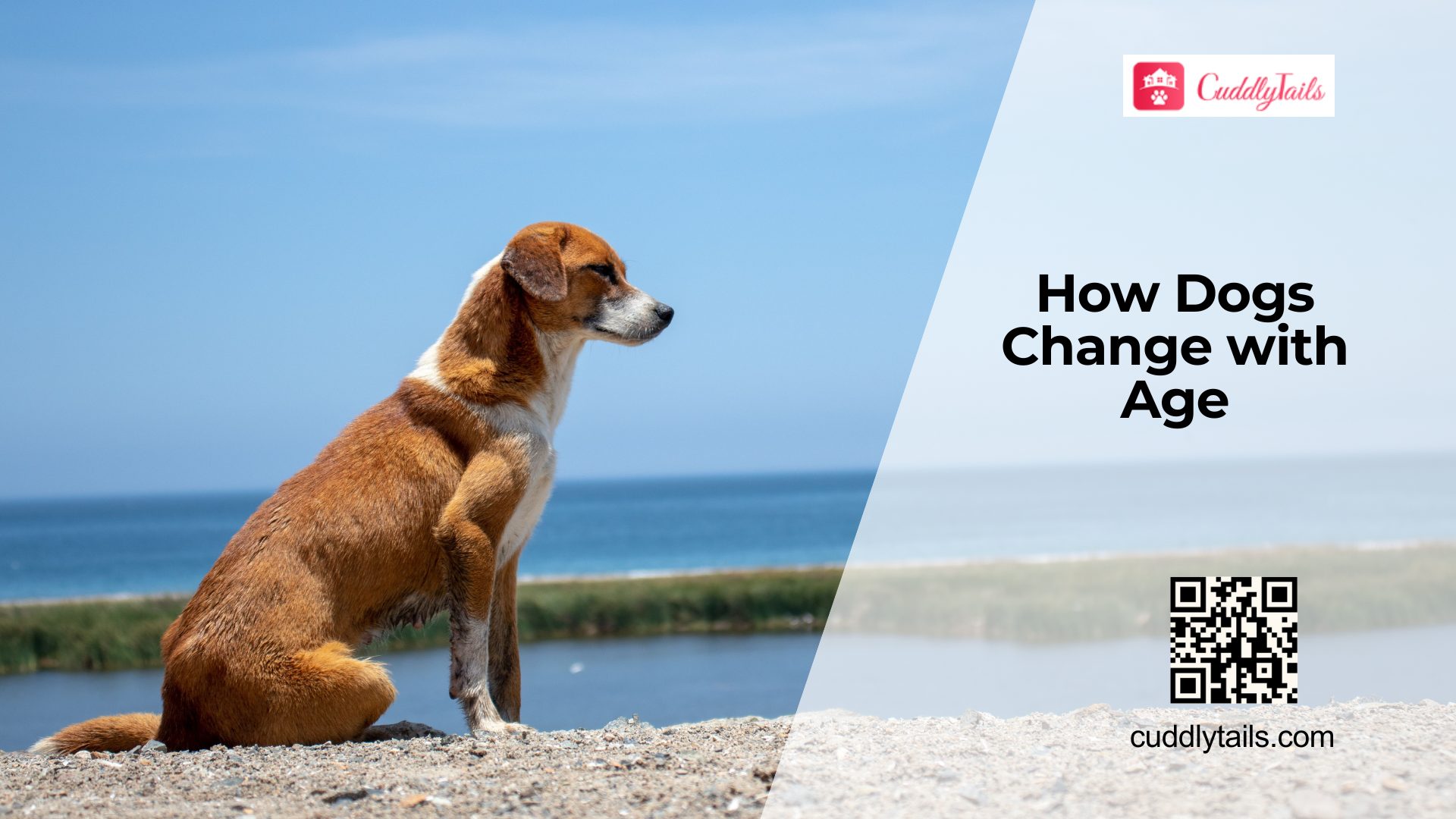 How Aging Affects Dog Health?