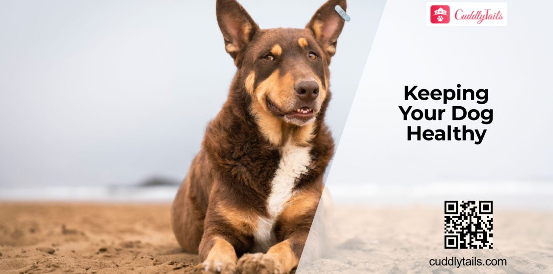 Health Checks Every Dog Needs