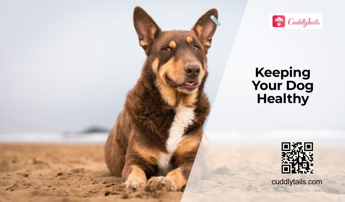 Health Checks Every Dog Needs