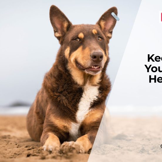 Health Checks Every Dog Needs