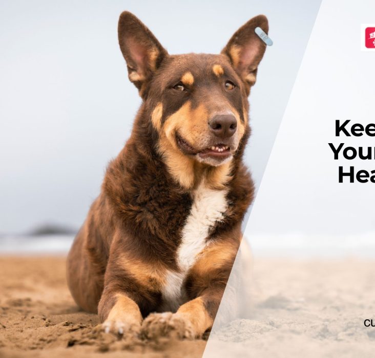 Health Checks Every Dog Needs