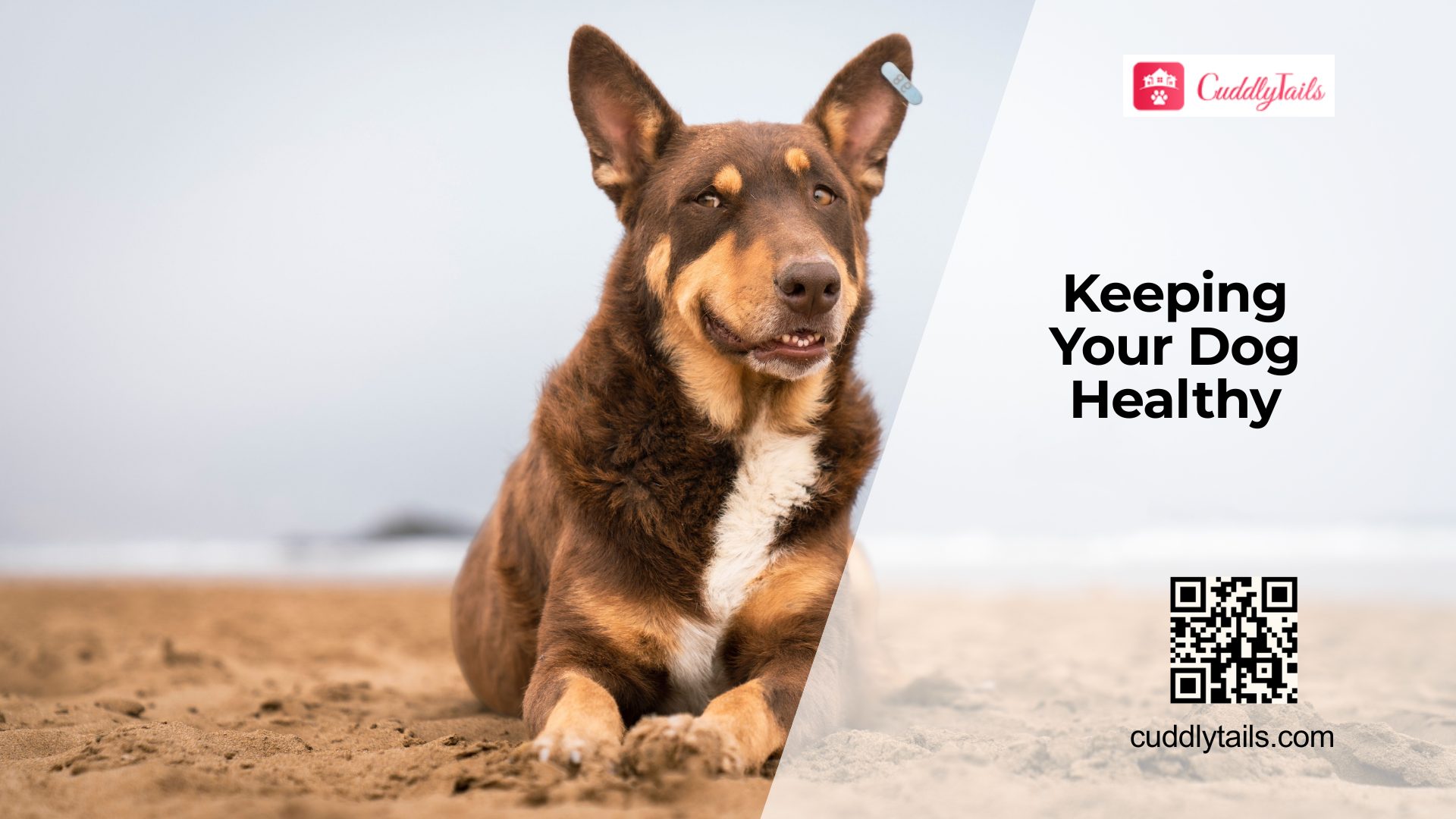 Health Checks Every Dog Needs