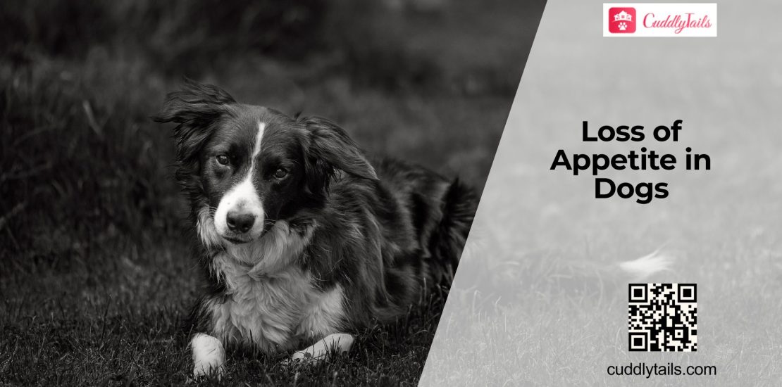 Why Dogs Lose Interest in Food