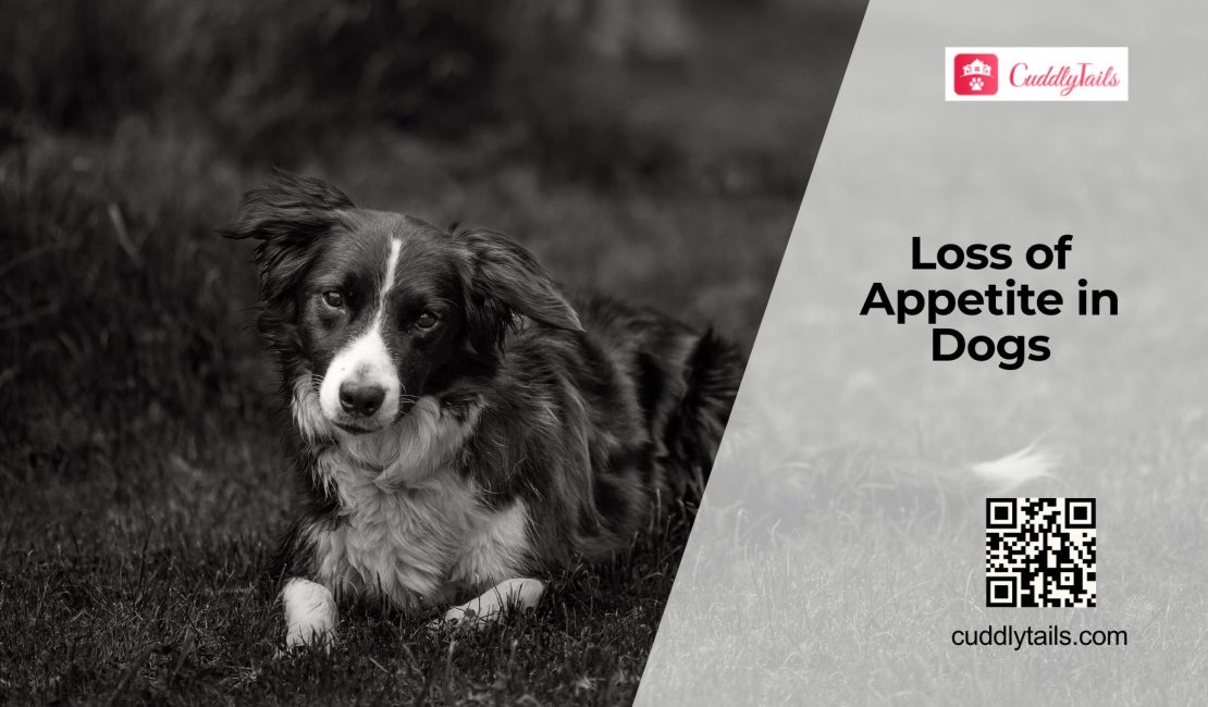 Why Dogs Lose Interest in Food