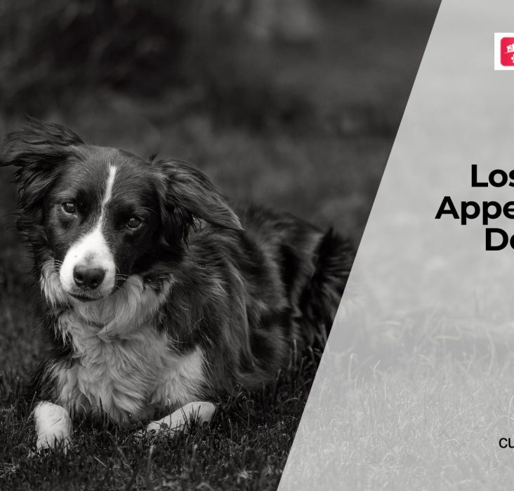 Why Dogs Lose Interest in Food