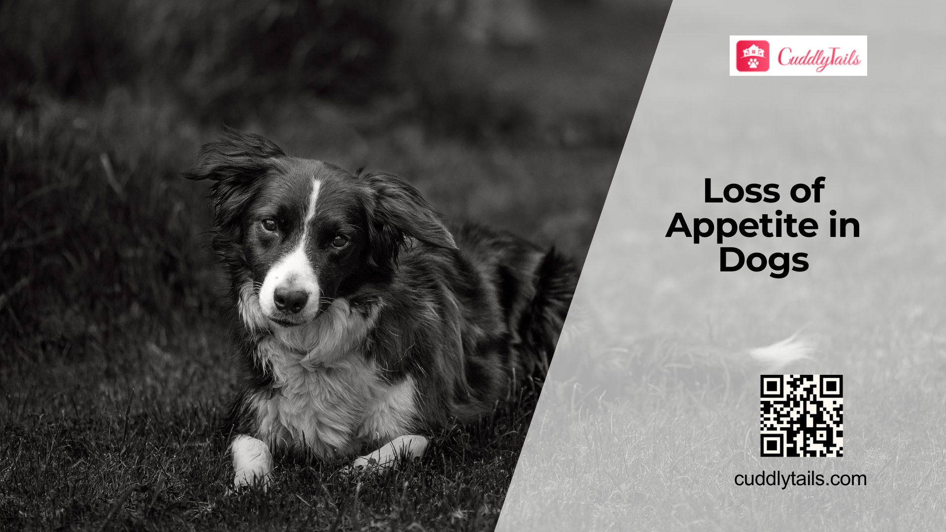 Why Dogs Lose Interest in Food