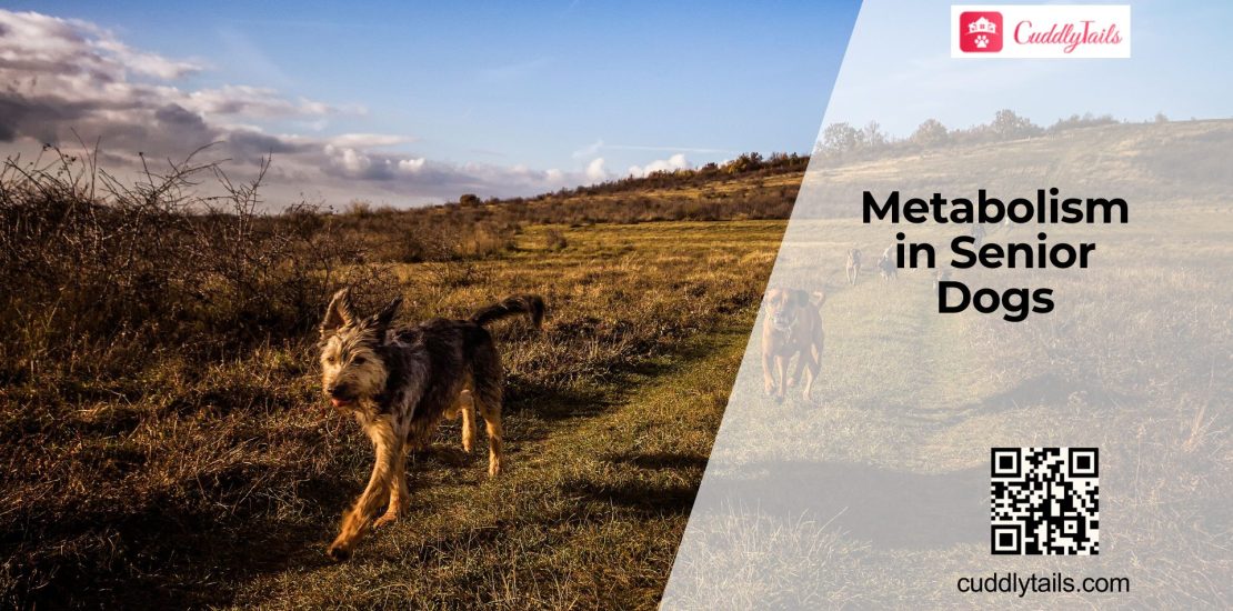 How Metabolism Changes as Dogs Age
