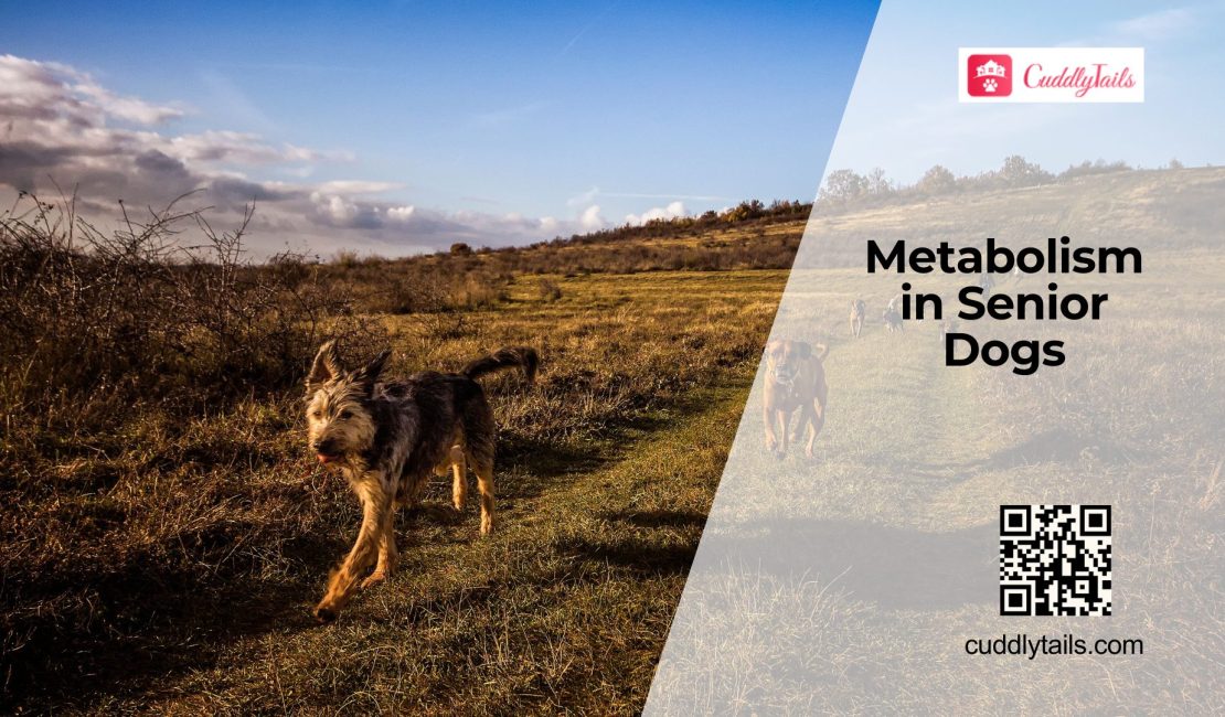 How Metabolism Changes as Dogs Age