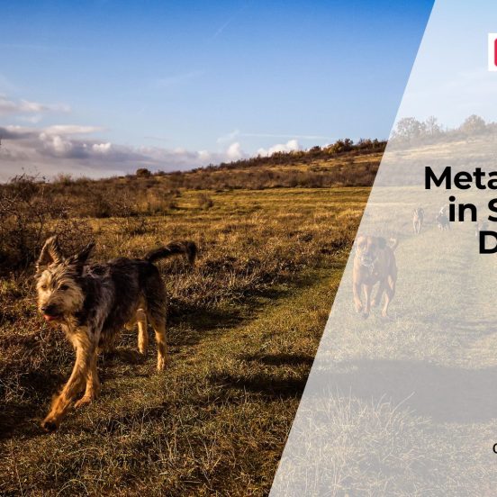 How Metabolism Changes as Dogs Age