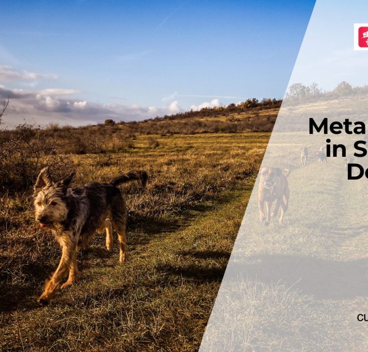 How Metabolism Changes as Dogs Age