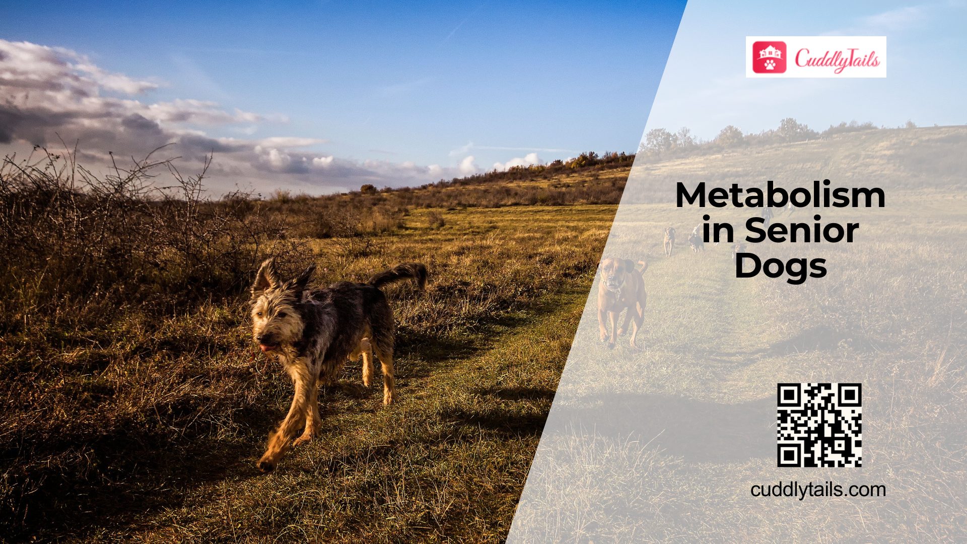 How Metabolism Changes as Dogs Age