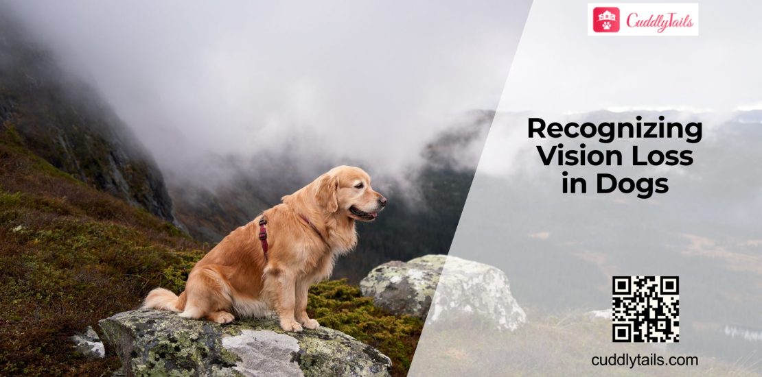 Early Signs of Vision Loss in Dogs
