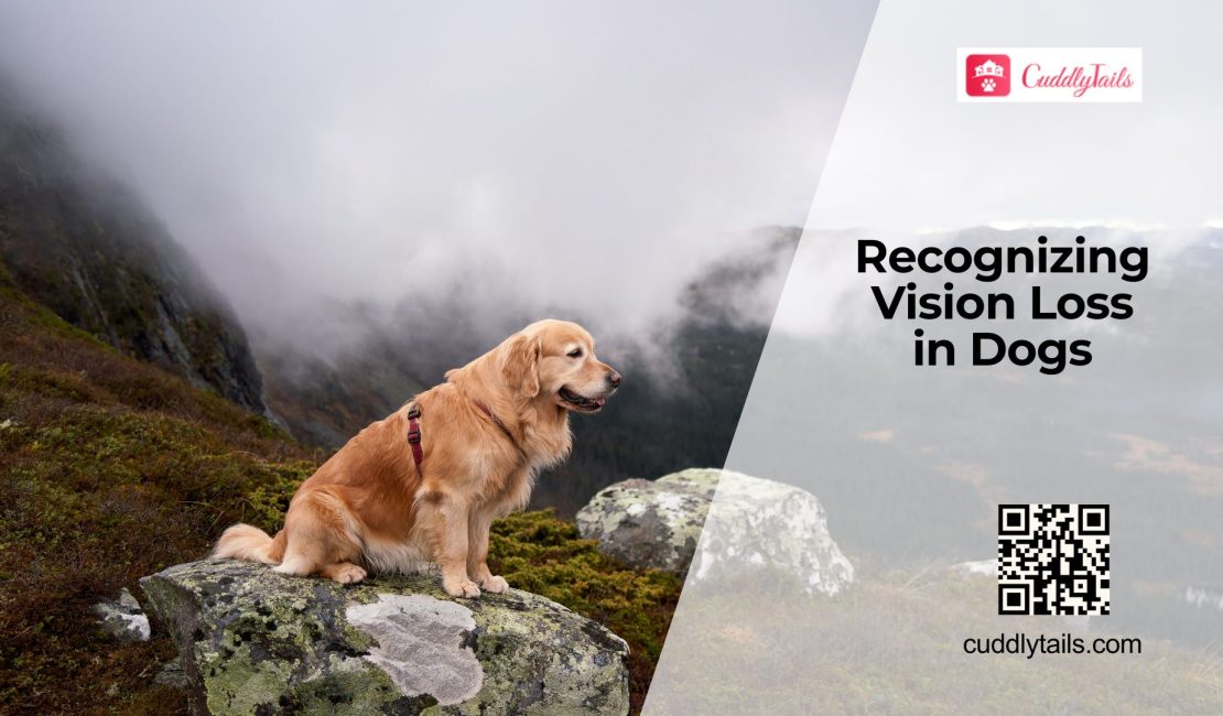 Early Signs of Vision Loss in Dogs