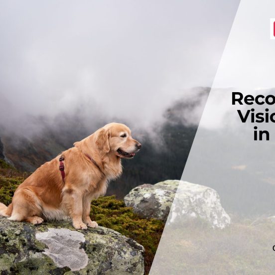 Early Signs of Vision Loss in Dogs