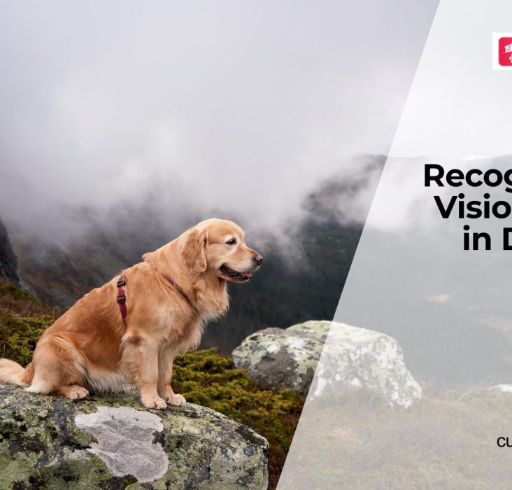 Early Signs of Vision Loss in Dogs