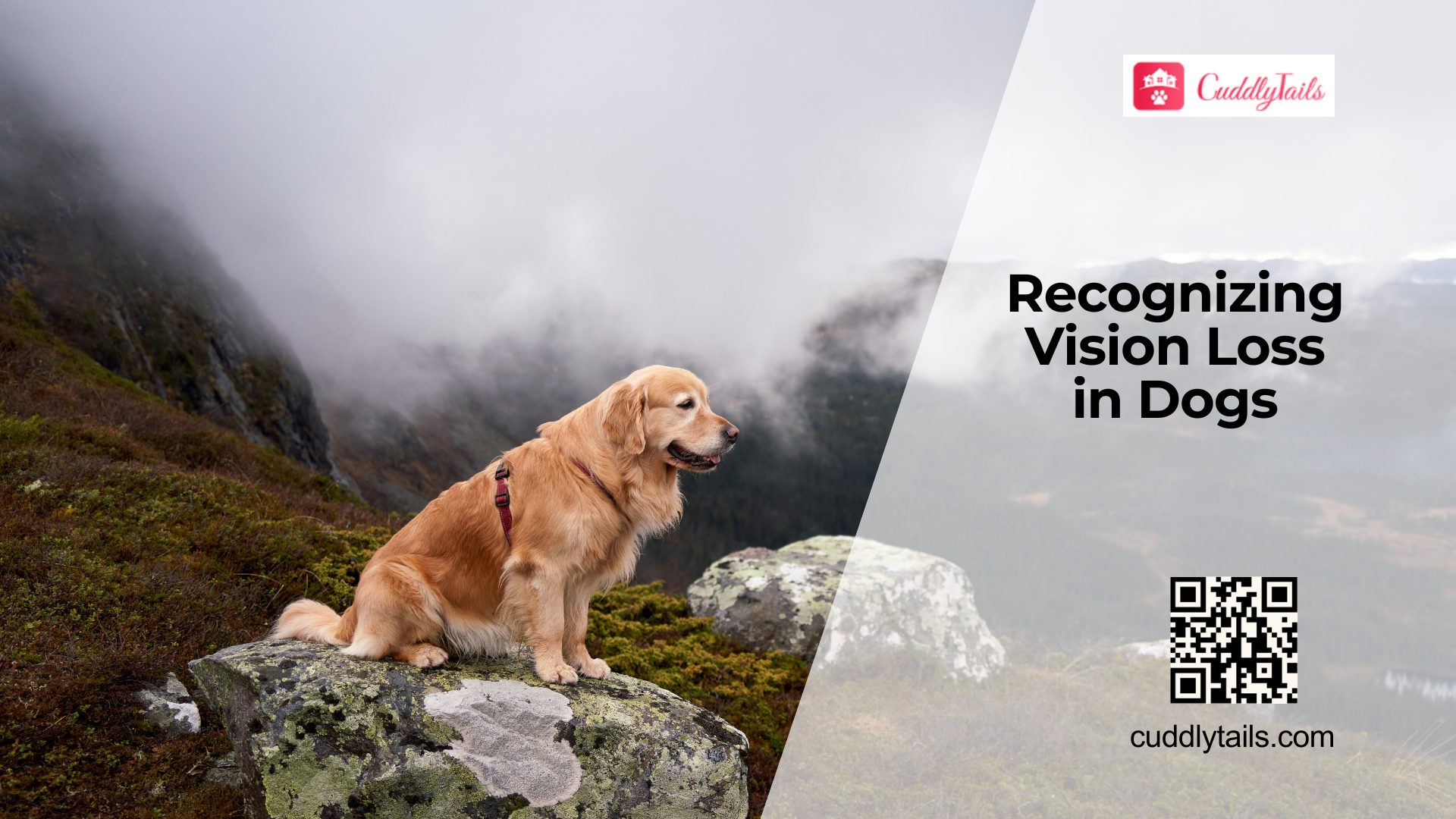 Early Signs of Vision Loss in Dogs