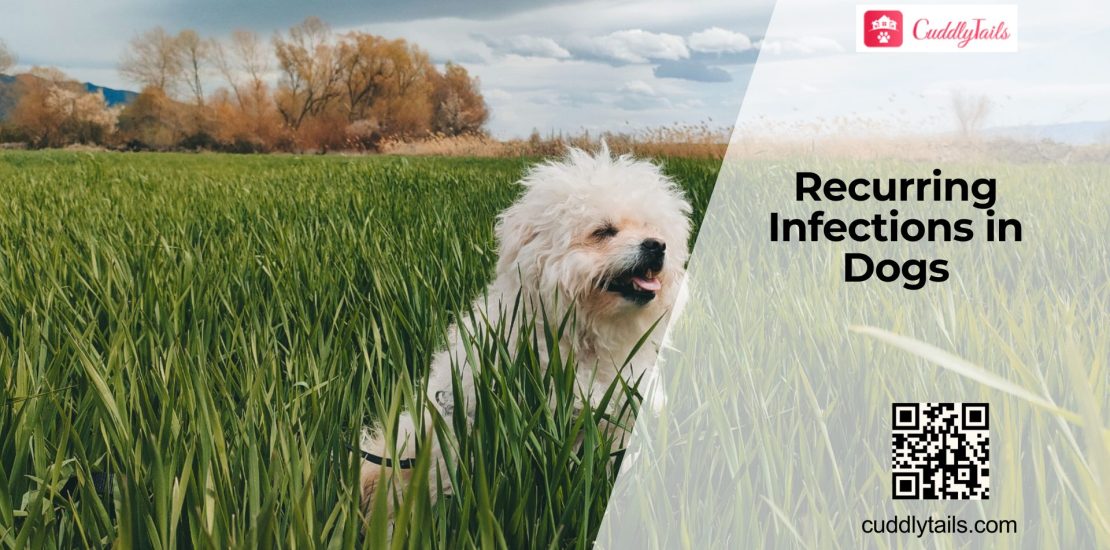 Why Dogs Get Frequent Infections