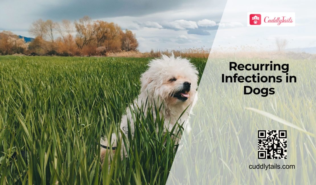 Why Dogs Get Frequent Infections