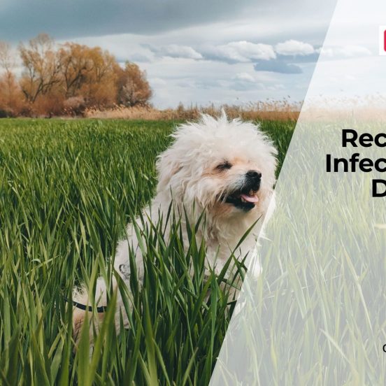 Why Dogs Get Frequent Infections